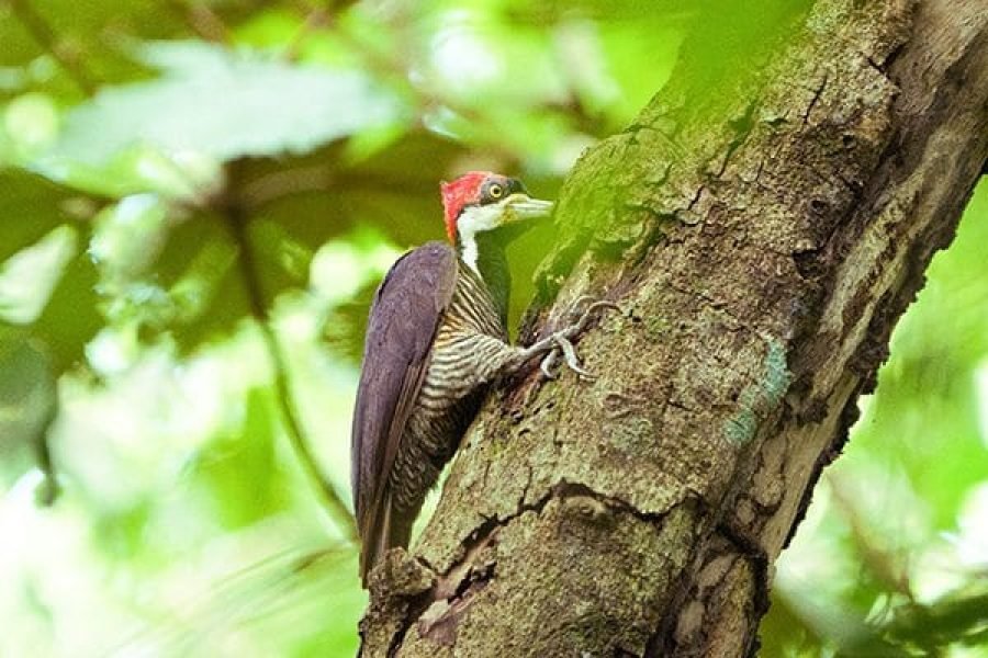 Pipra – Birding & Wildlife Hiking Tour: Discover the Heart of the Llanos Orientales