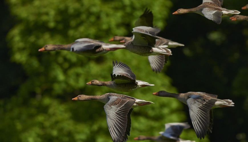 Tesoros de vida salvaje en el corazón de los Llanos Orientales