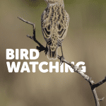 Bird Watching