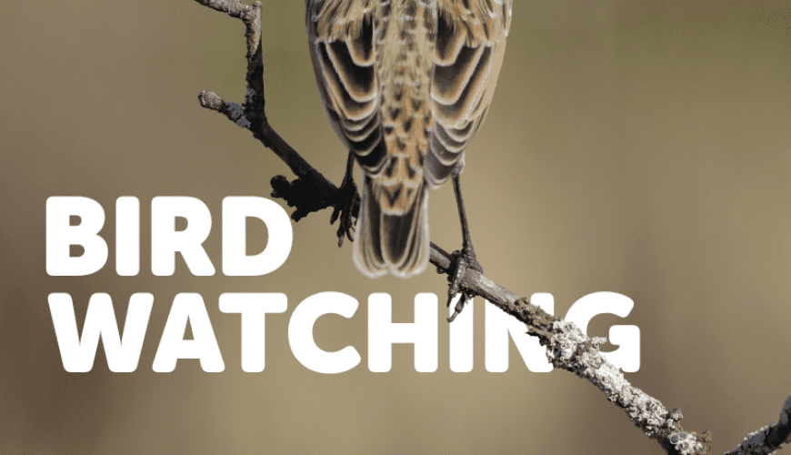Bird Watching