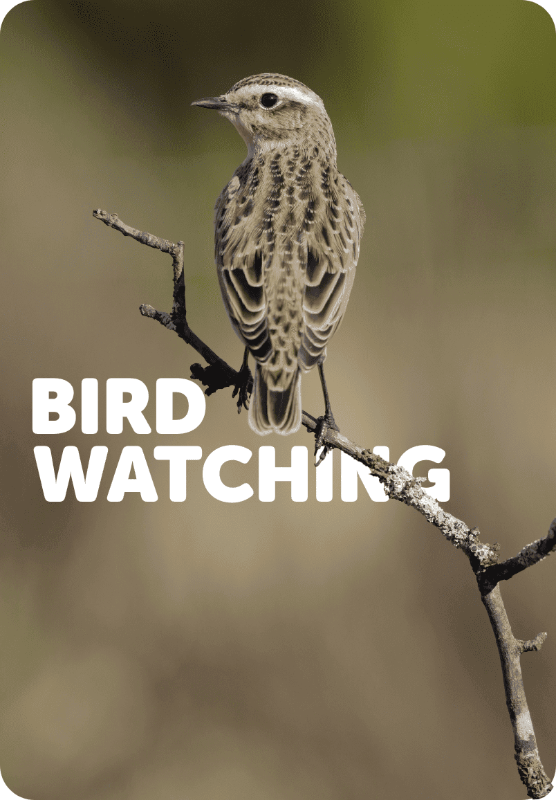 Bird Watching